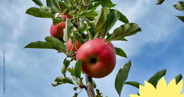 Streuobstpreis 2025 - Jetzt bewerben!